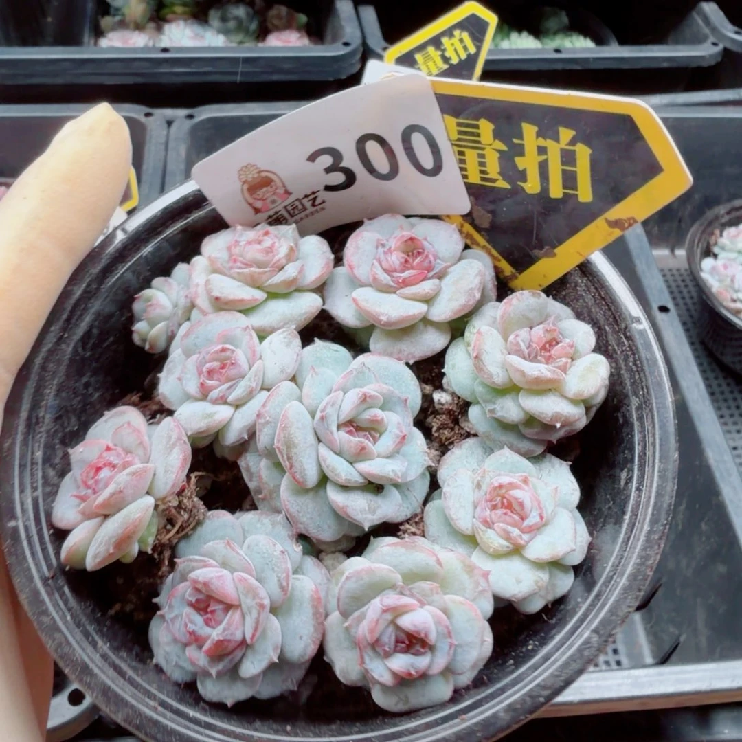 多肉植物多肉植物