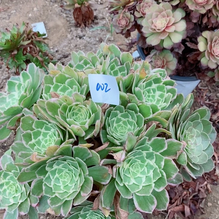 002水蜜桃多肉植物