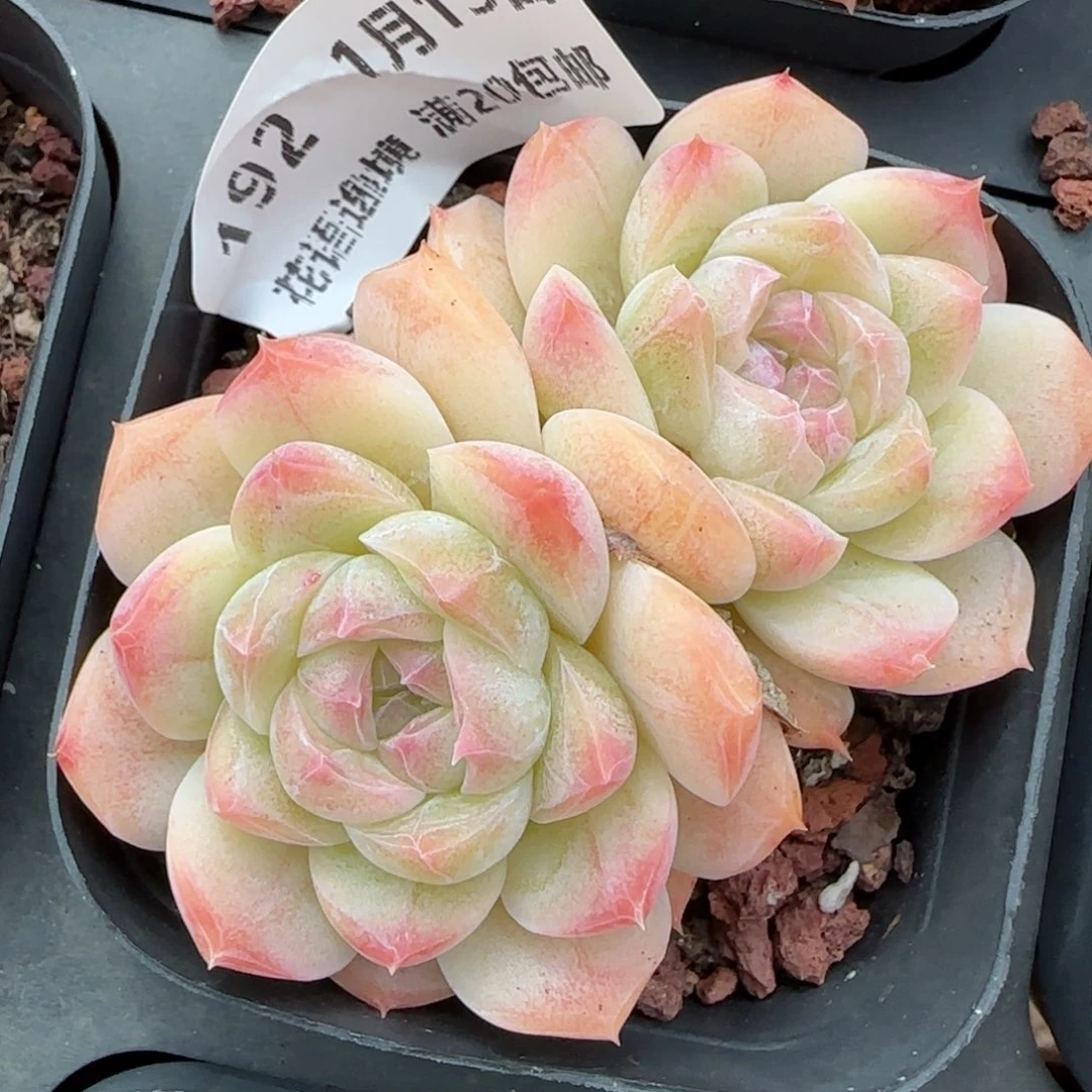 花语逸镜0113-192