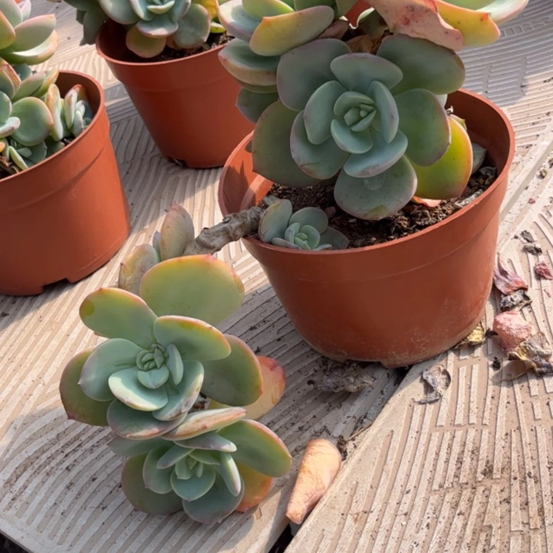 【闪购商品】无花朵一**间