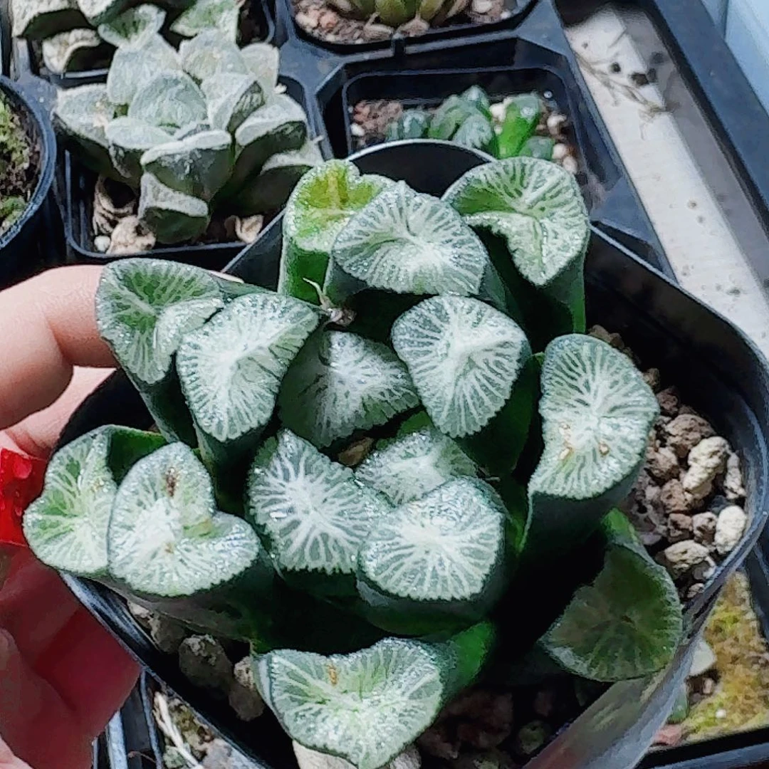 无花朵十二卷 白妙母本福利