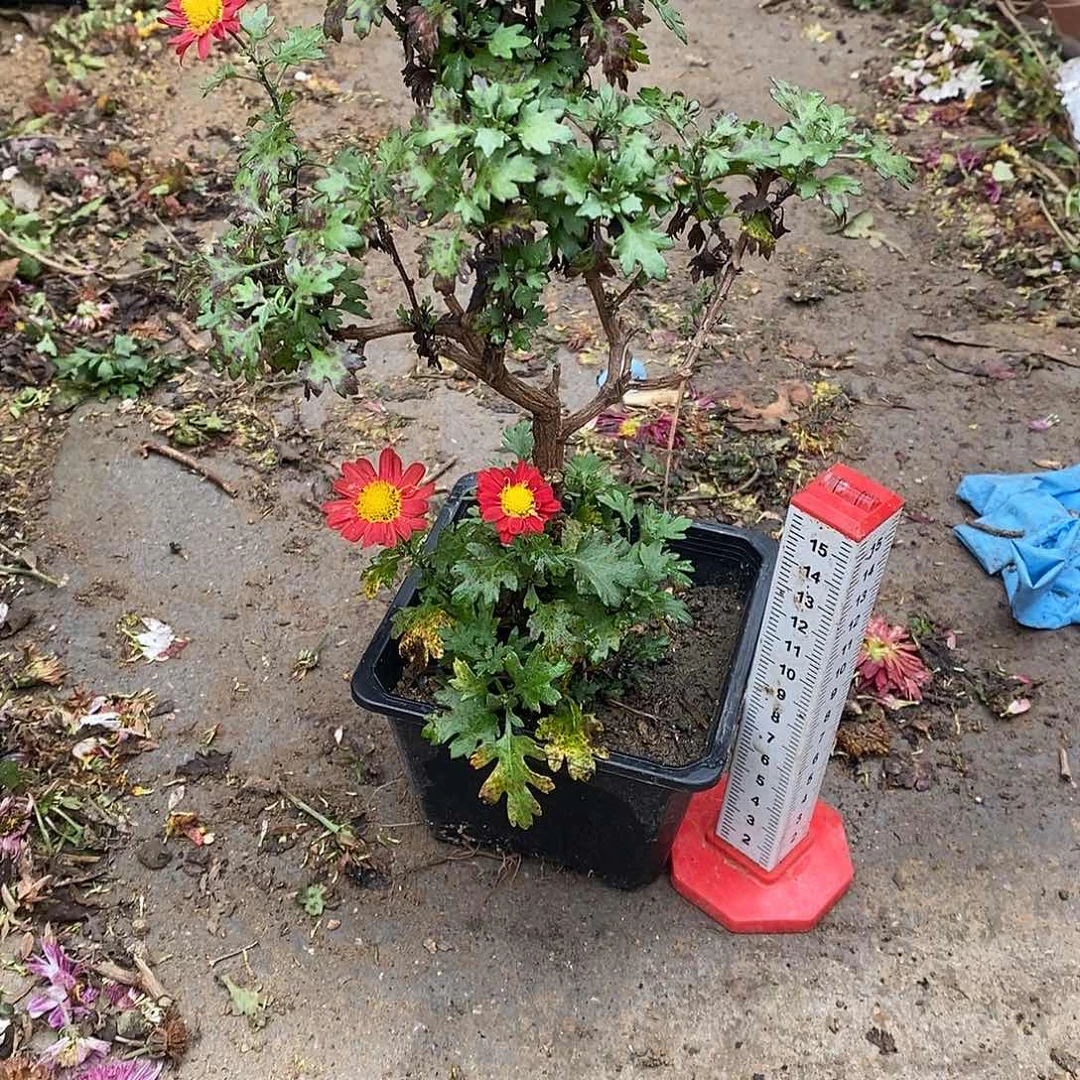 有***磨完全开放盆景菊花