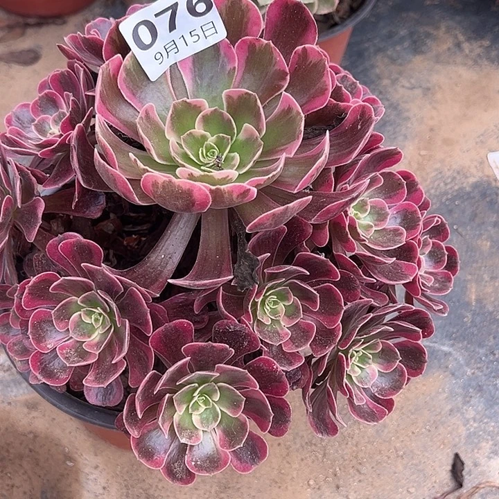 9.15-76爱神多肉植物1