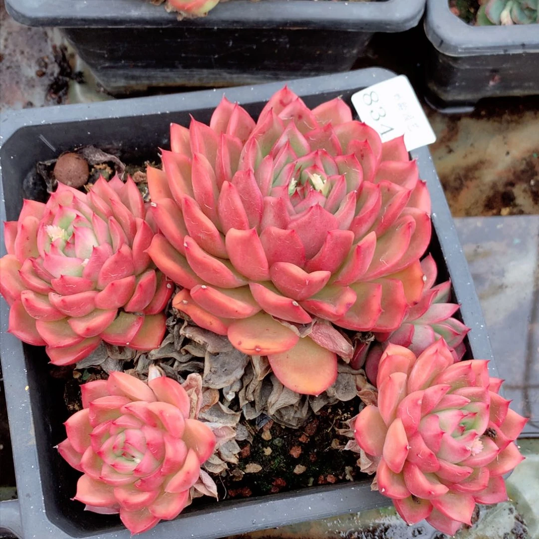 8342不包整散掉头特价处理