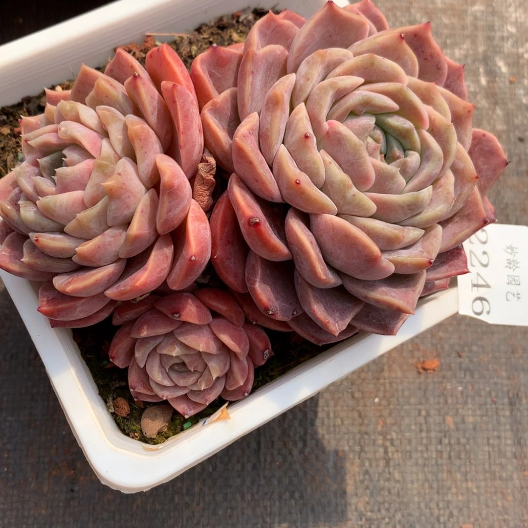 2246杂交精品基地13厘米