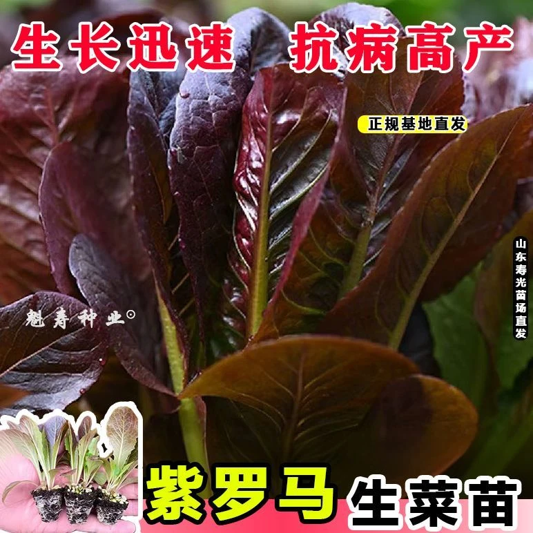 紫直立生菜苗秧速生鲜嫩带土球紫叶四季阳台盆栽苗奶油咖啡菜种子