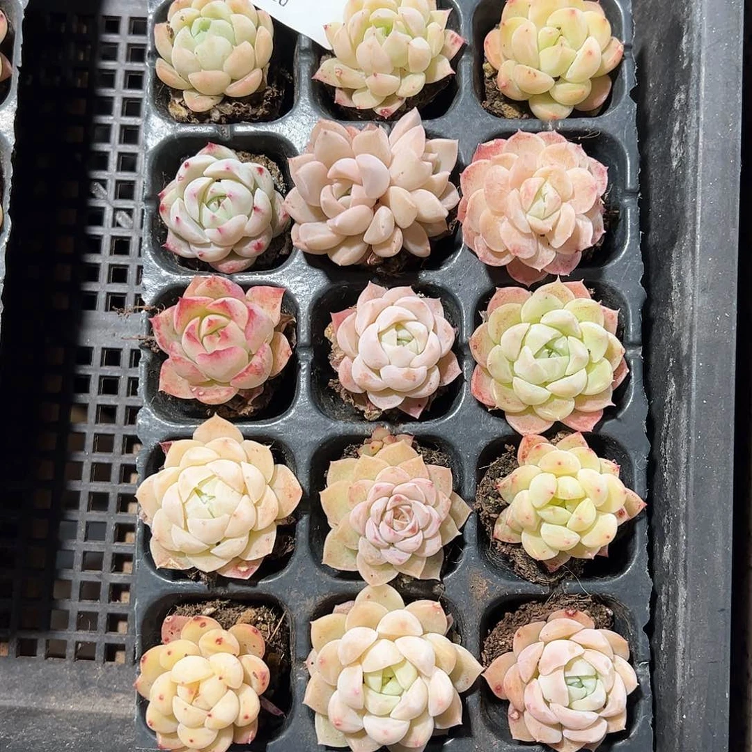 直播福利一物一拍54