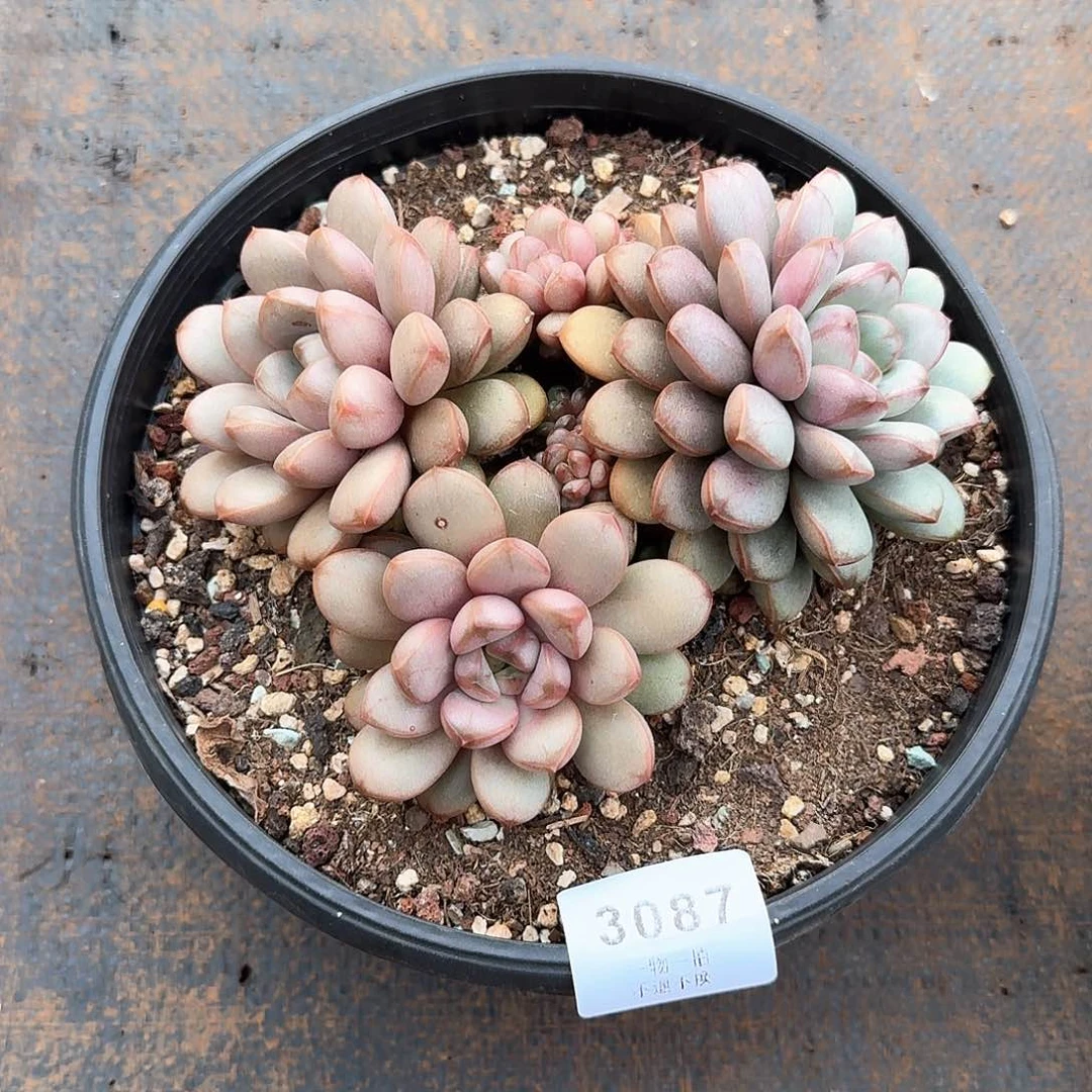 H*K3087号葡萄多肉老桩