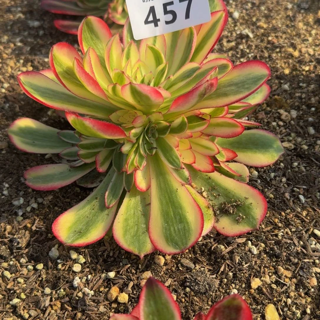 457荔枝 多肉植物