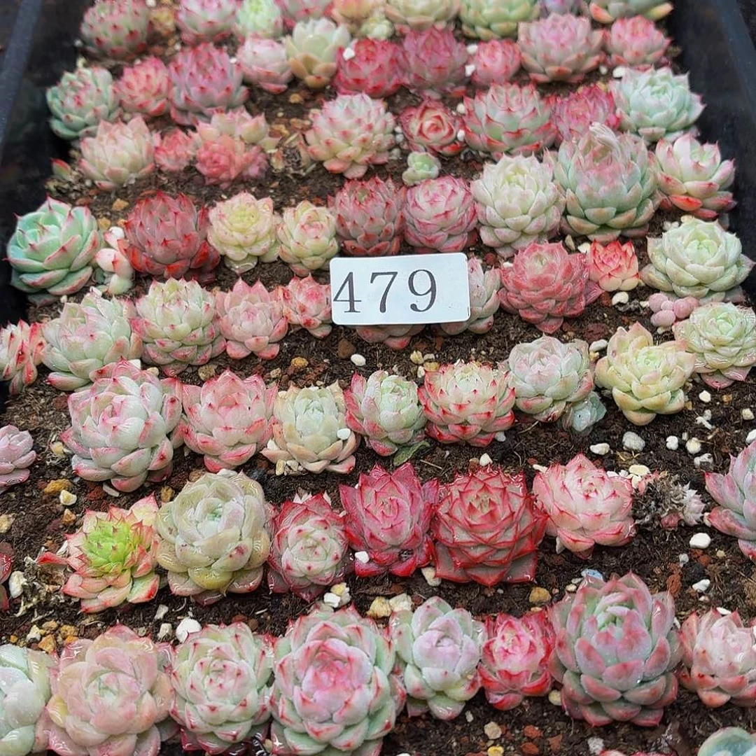 多肉植物多肉植物479