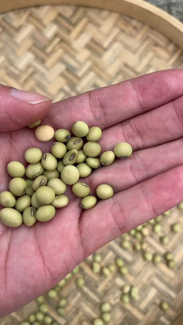 【村部尚书助农精选】莆田大洋乡农家自种九月豆