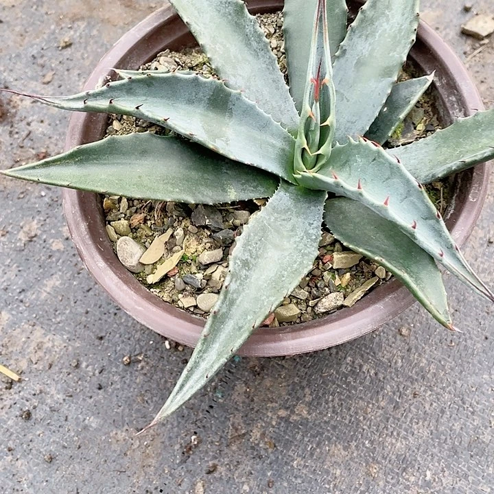 ?*清龙舌兰绿色植物