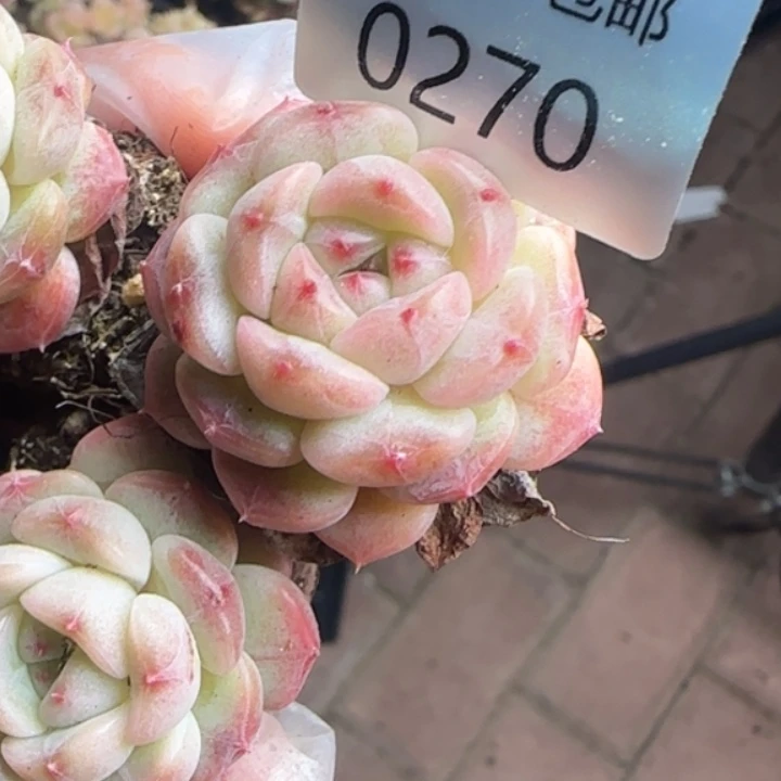 270    号  糖心秃甜心款