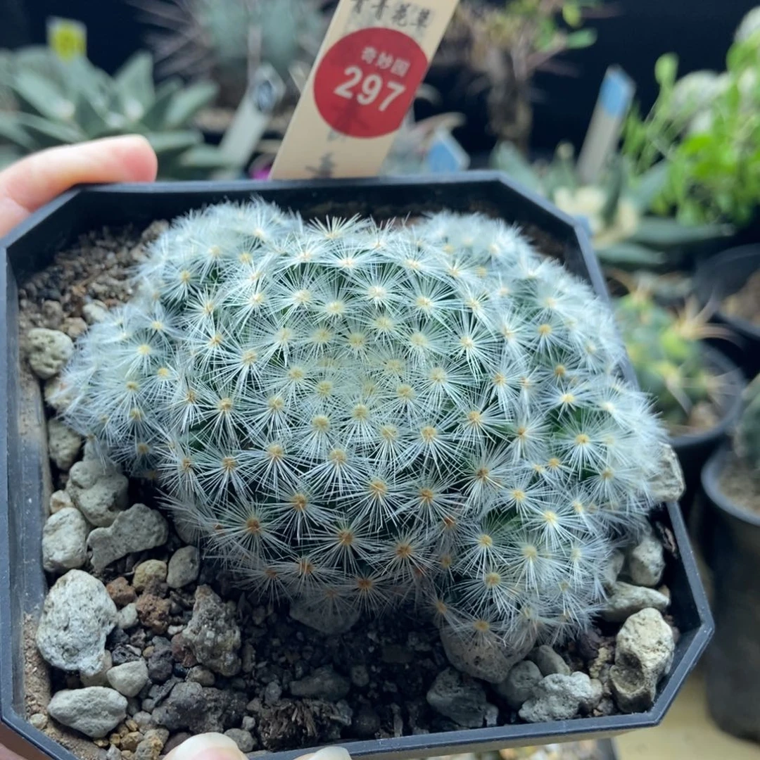 实生刘氏乳突群9.5cm一棵仙人球