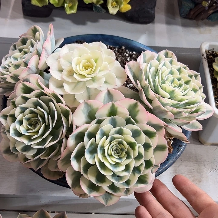 玉碟锦群多肉植物