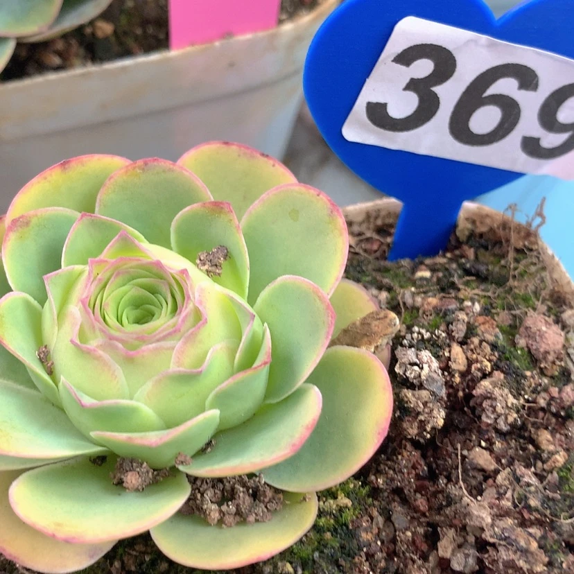 【闪购商品】yjj369高山帕红蕴