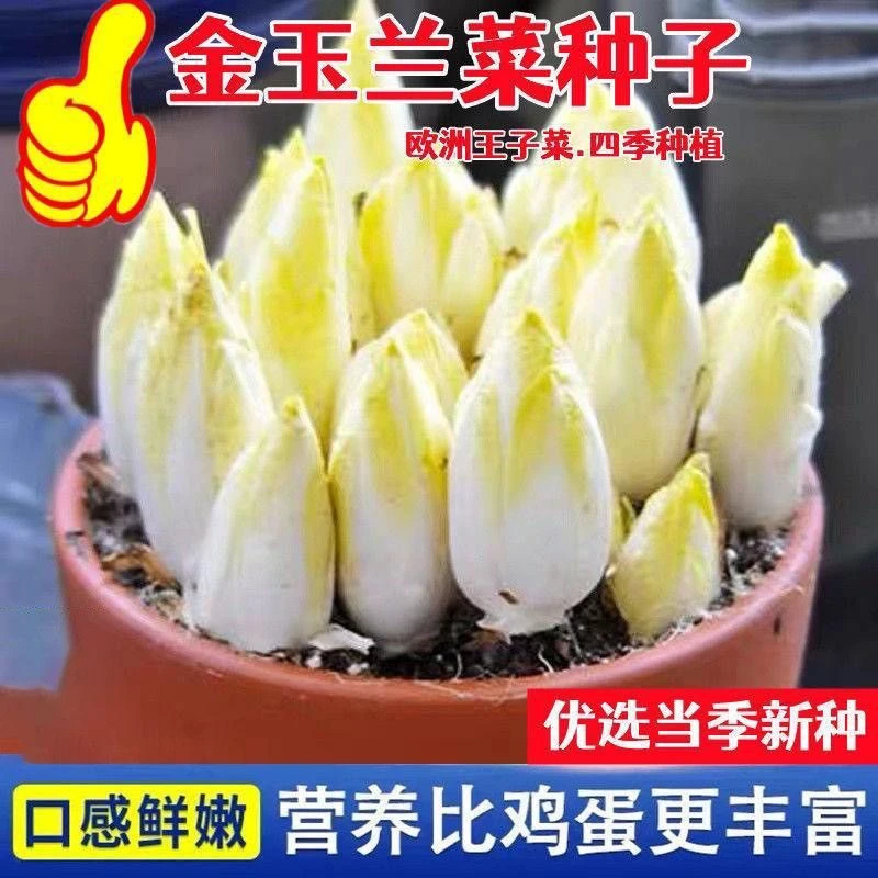 新种奶油金玉兰菜种子黄金娃娃菜新鲜蔬菜籽金玉兰菜新鲜室内种植