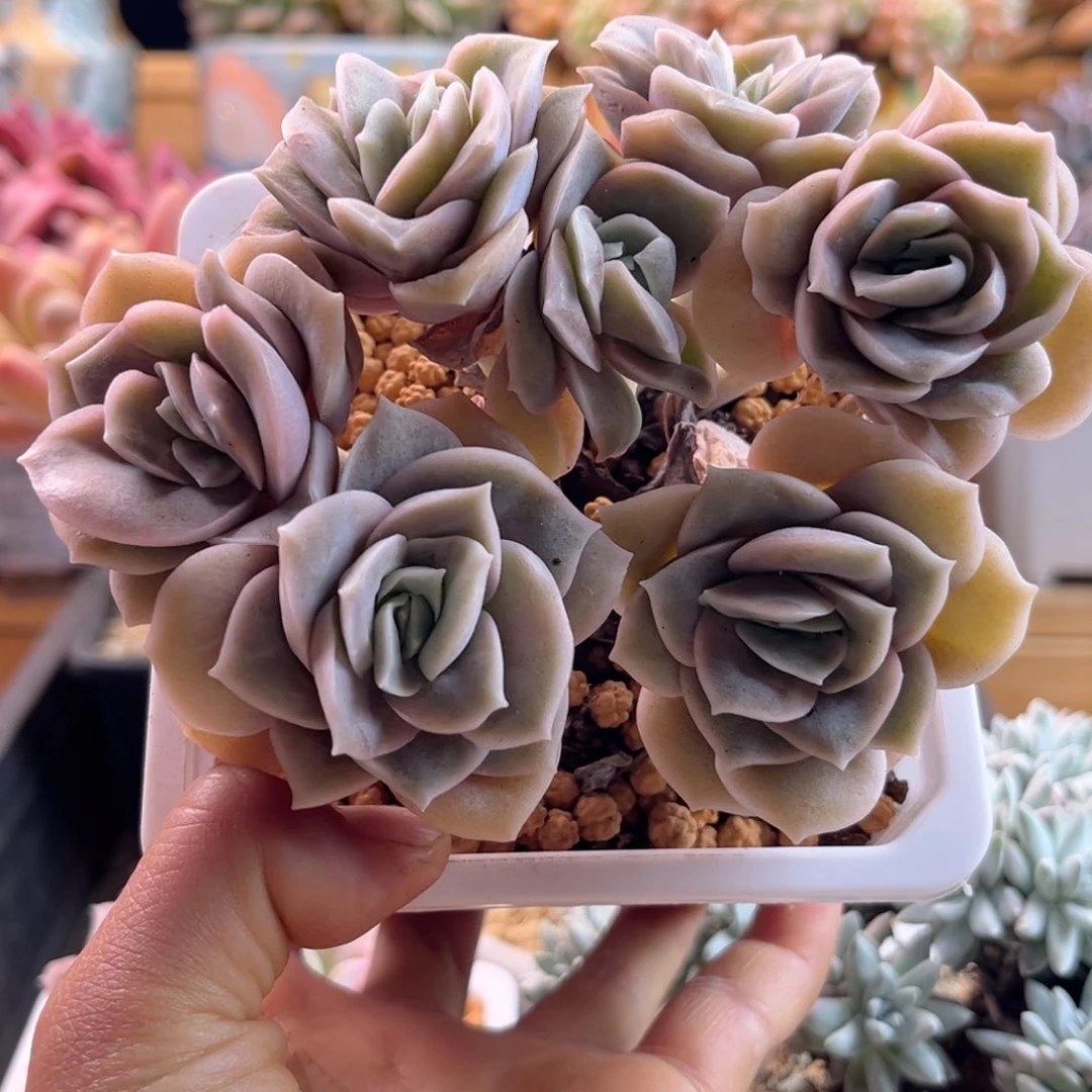 2.12-55可爱玫瑰111111