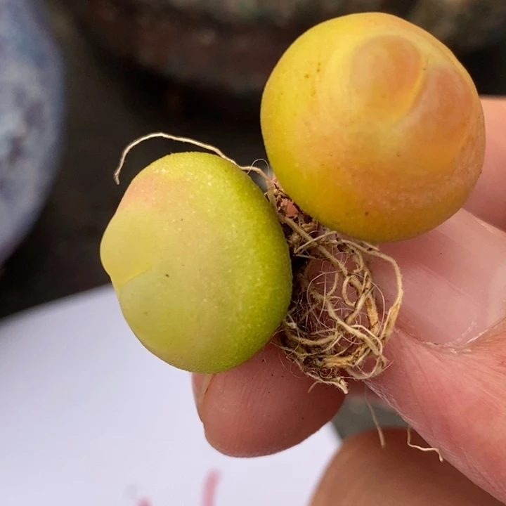 1162大拉登两颗一组