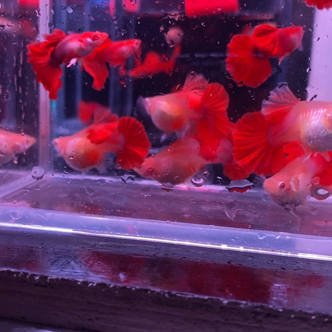用***7孔雀鱼菊花帆白子