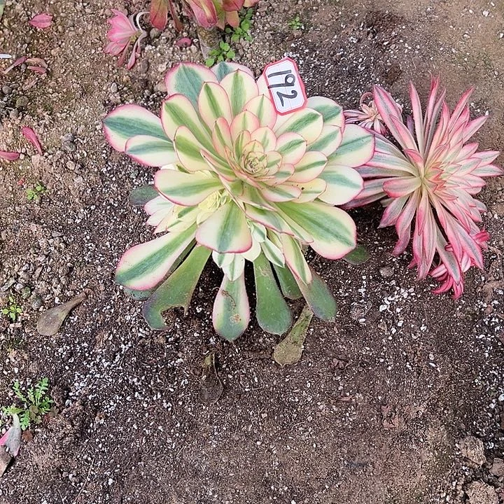 ****年多肉植物192不售后