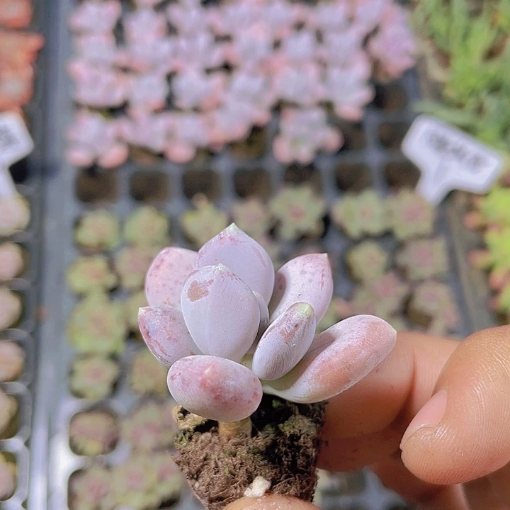 稻田姬【满10颗包邮】