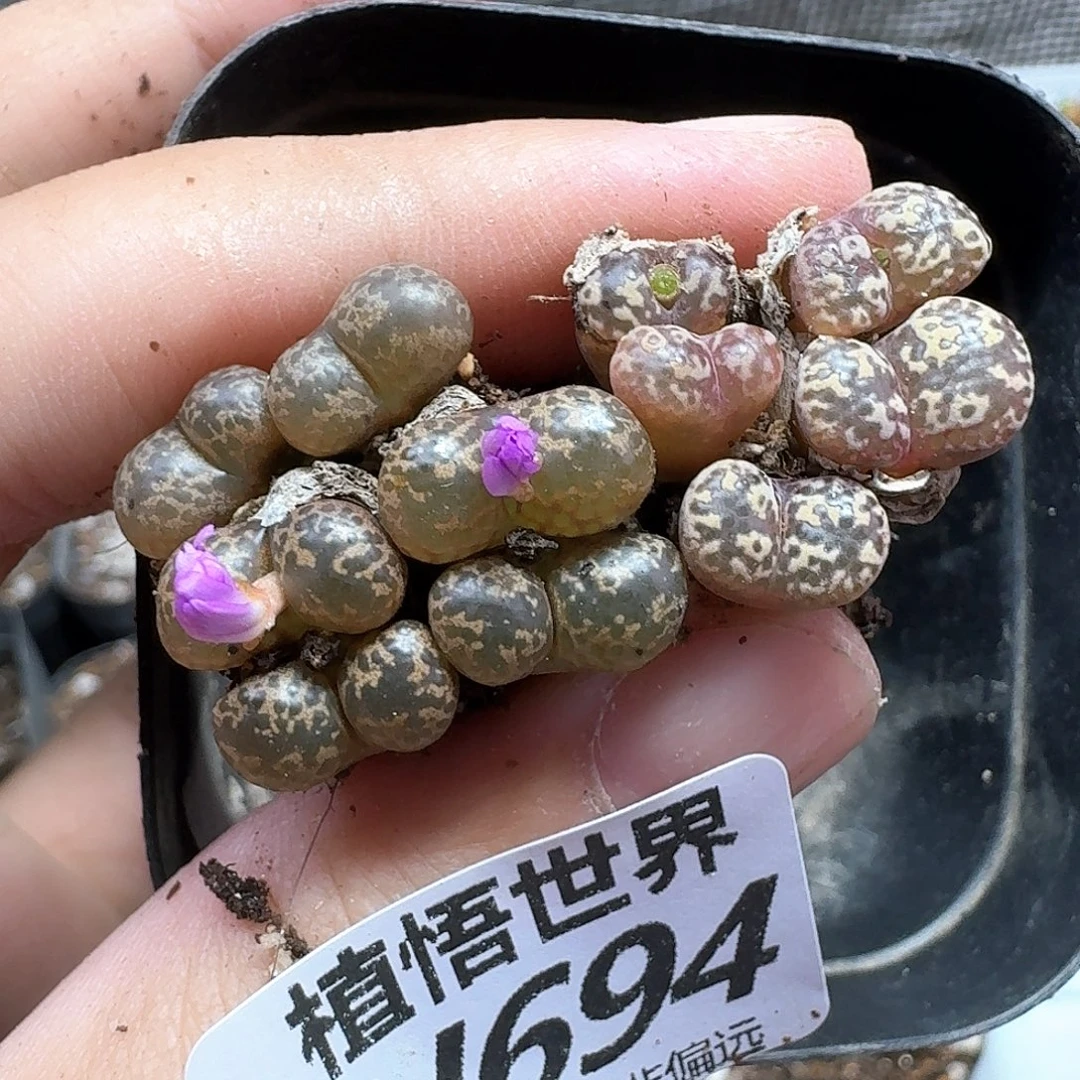 多肉植物的润泽尺寸