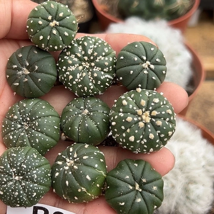 648号实生兜10个多肉植物