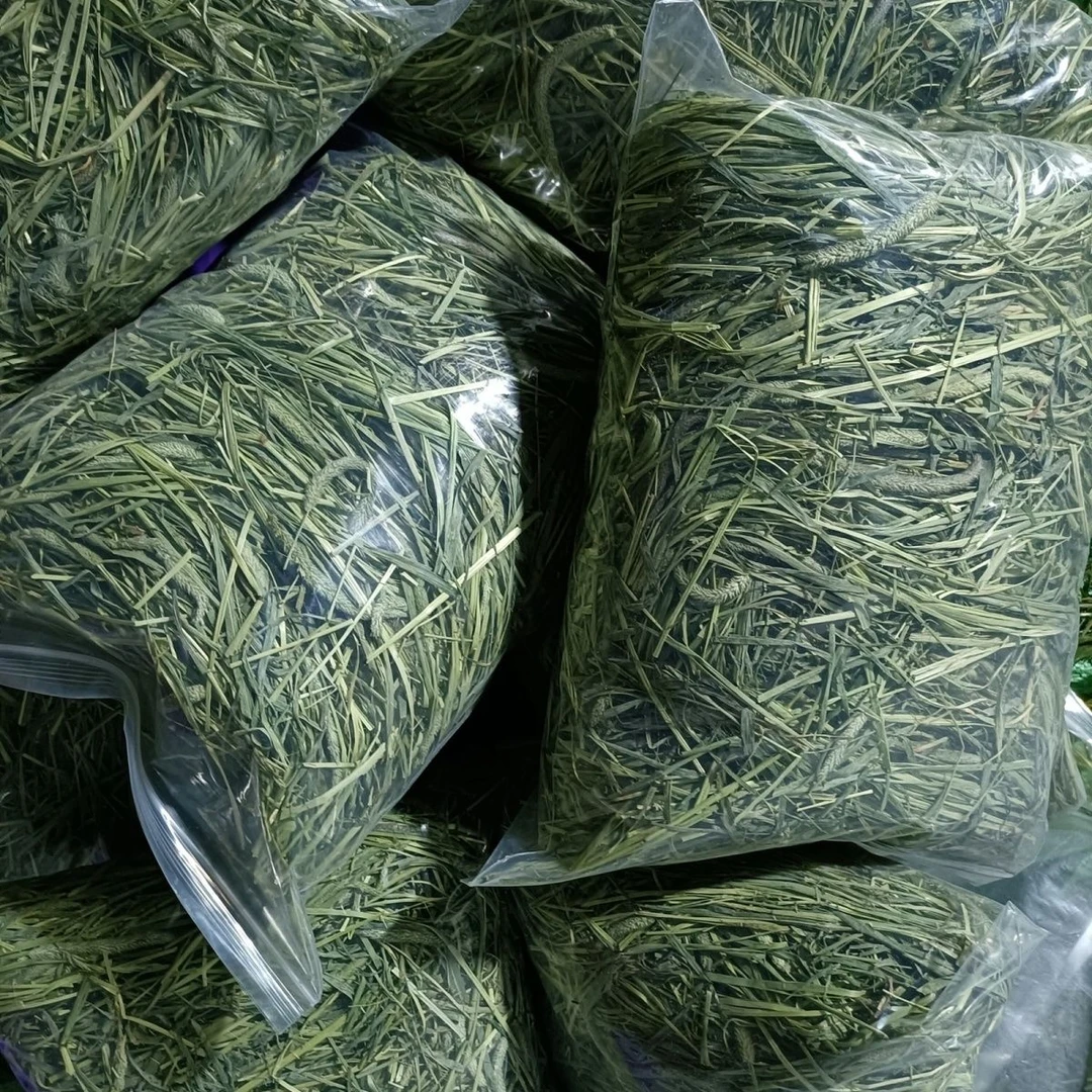 26年当季新草提摩西草晒干提草精筛牧草兔子荷兰猪龙猫主粮磨牙
