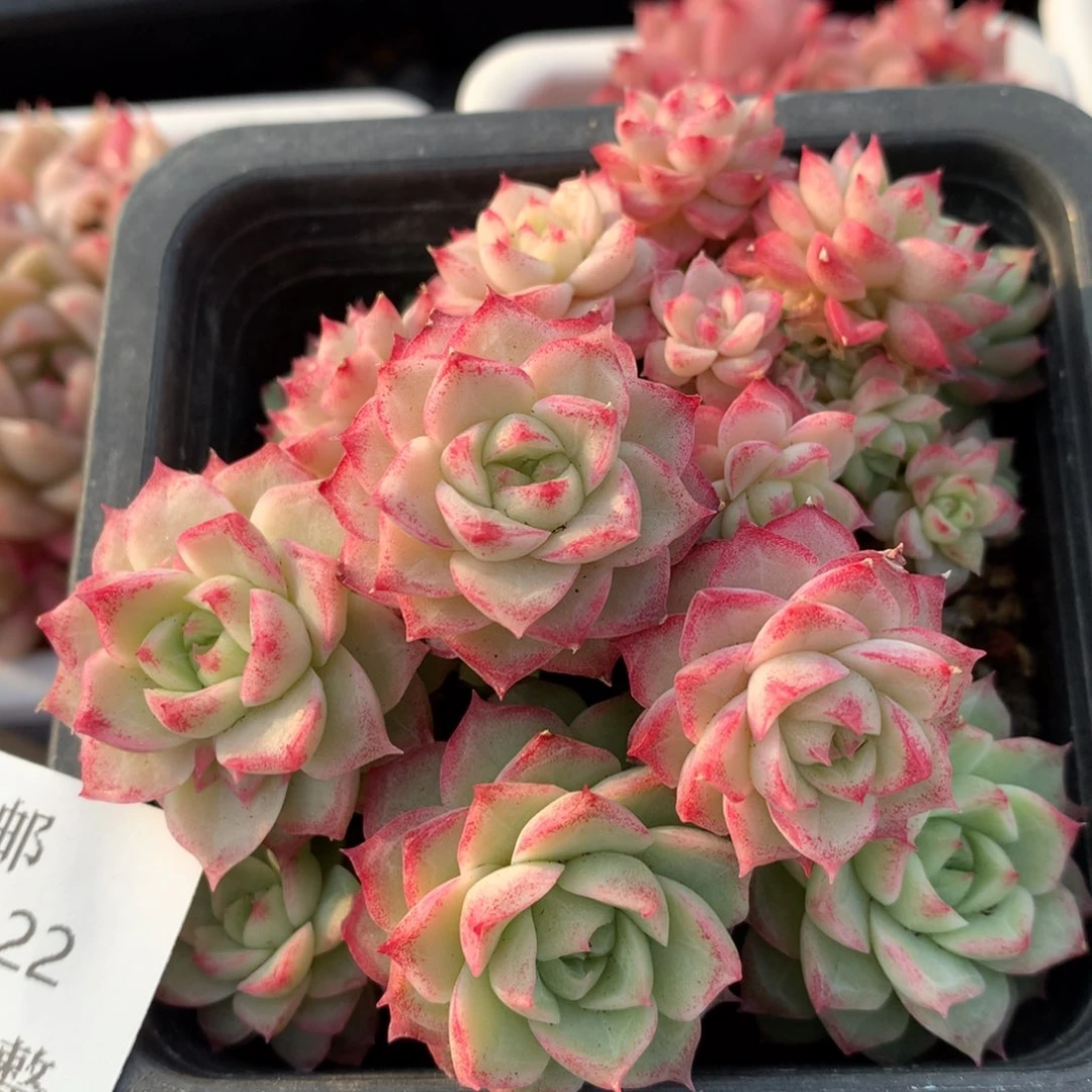 0212-22 女王玫瑰