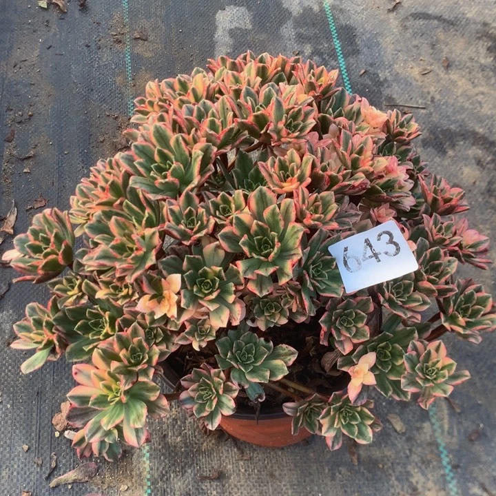 643甜茶多多肉植物