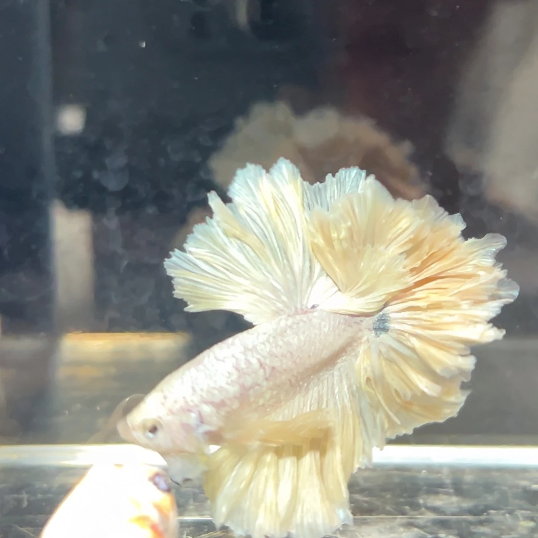 斗鱼7号鹅黄色绣球