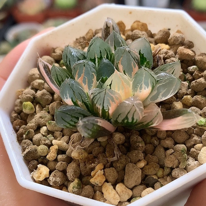 北极之恋带盆土发货