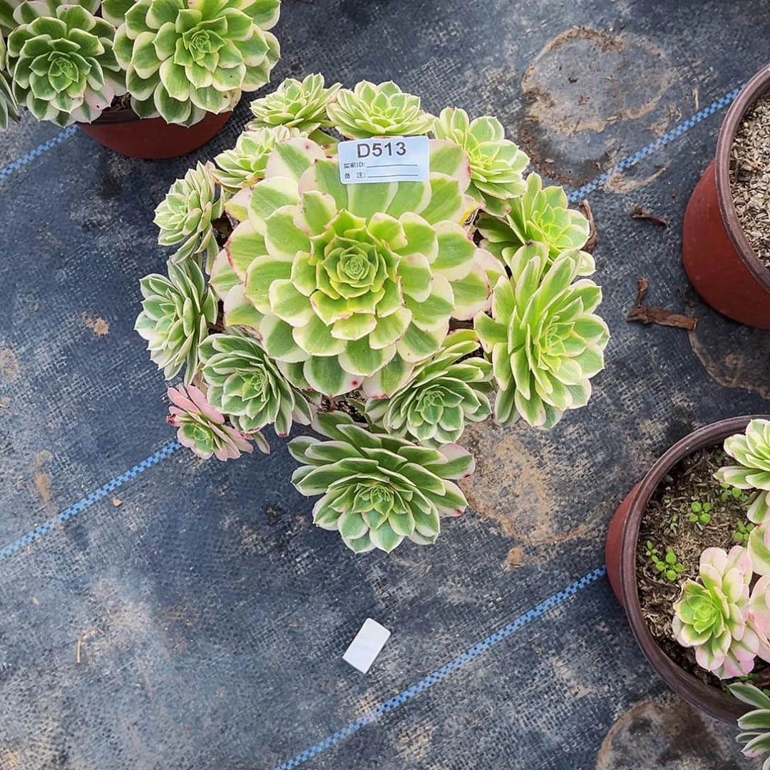 多肉植物513海王法师