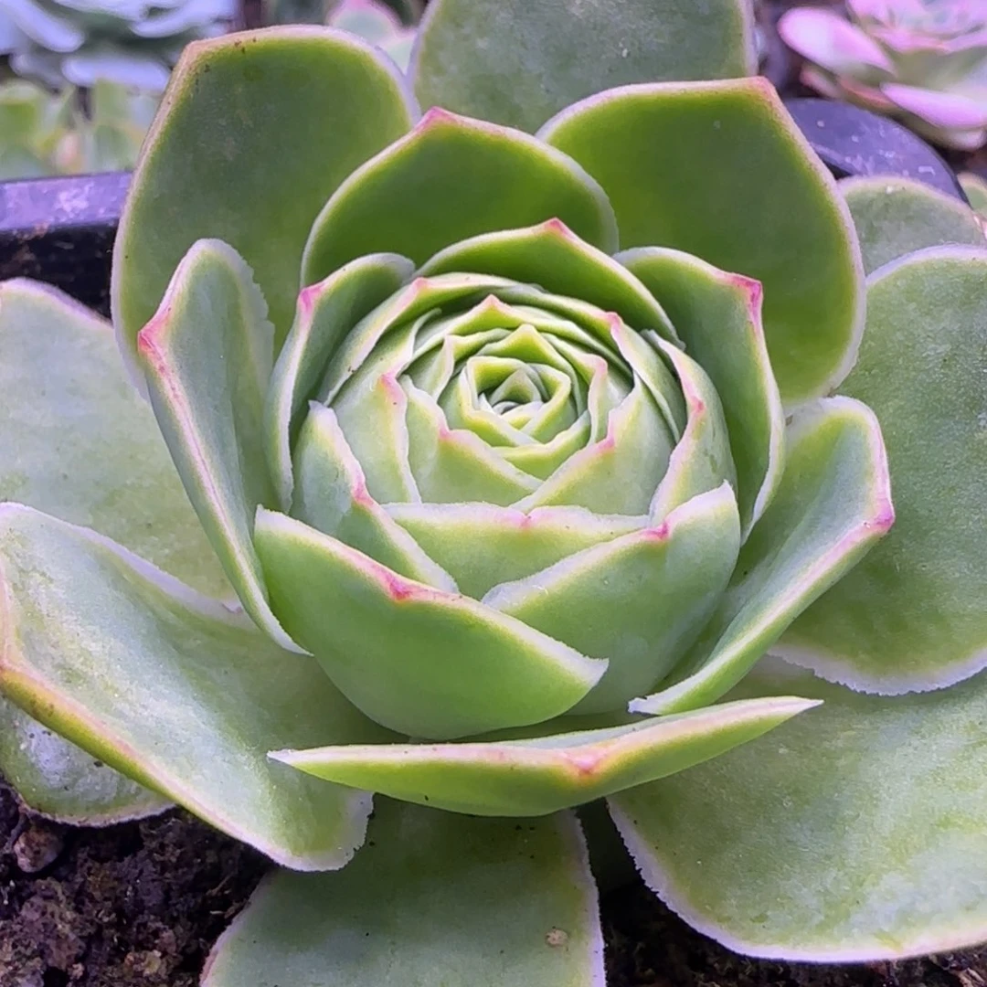 单头7厘米大包心1213424243434