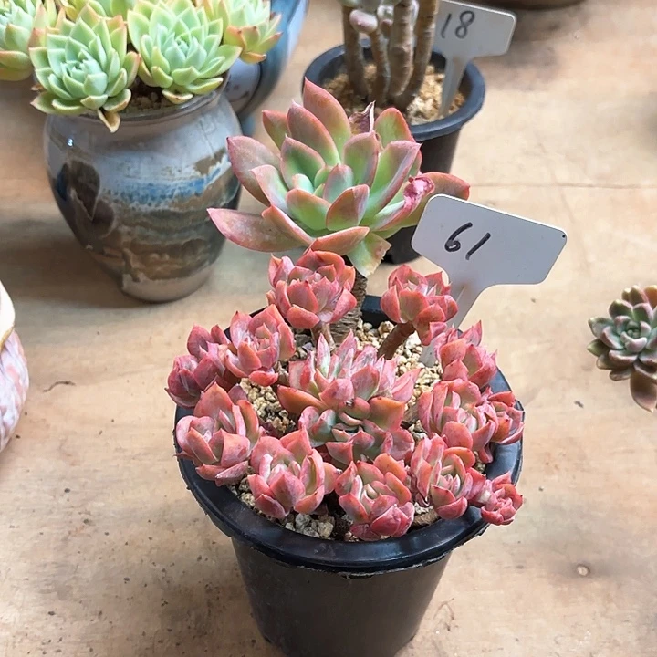 Q***然多肉植物，骑罗61号