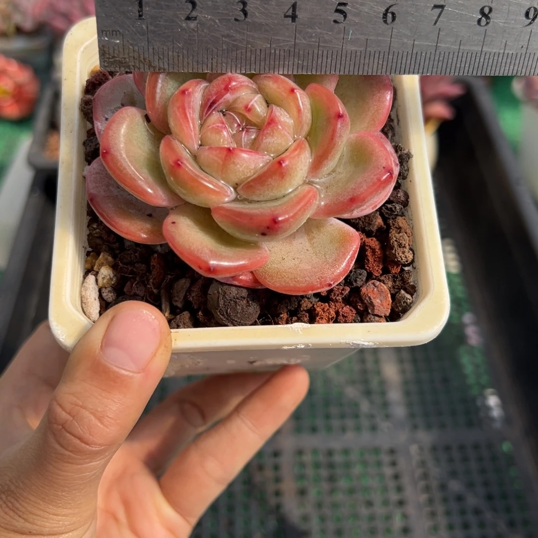 表妹精品多肉植物216.