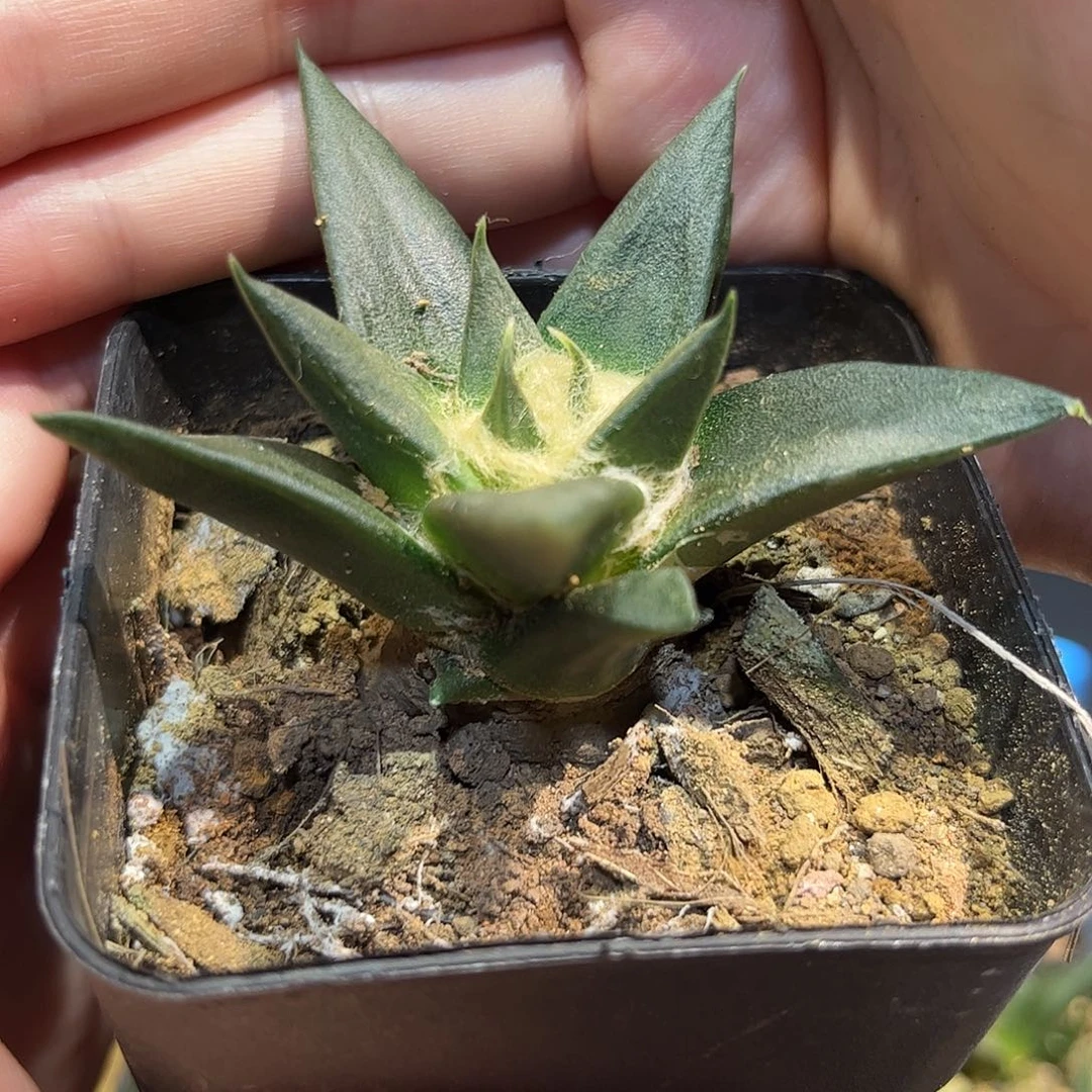 5.5cm实生控养龙牙牡丹萝卜根