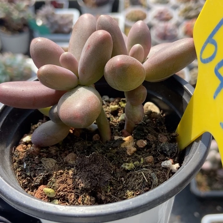 643糖果美人多肉植物