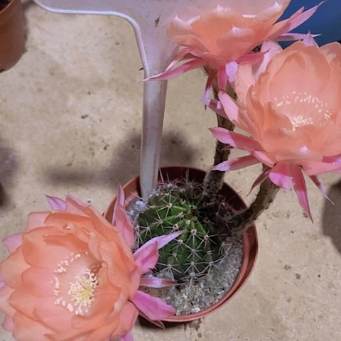 小*仙人掌彩草6236