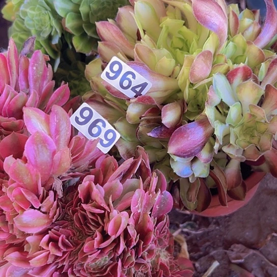 阳****多肉植物两个法师