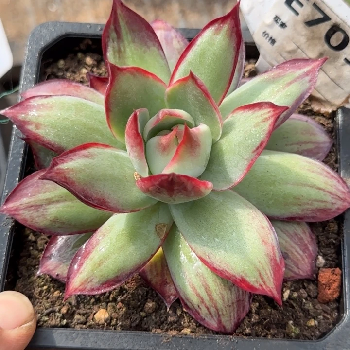 惊鸿一物一拍包装收缩花旱701