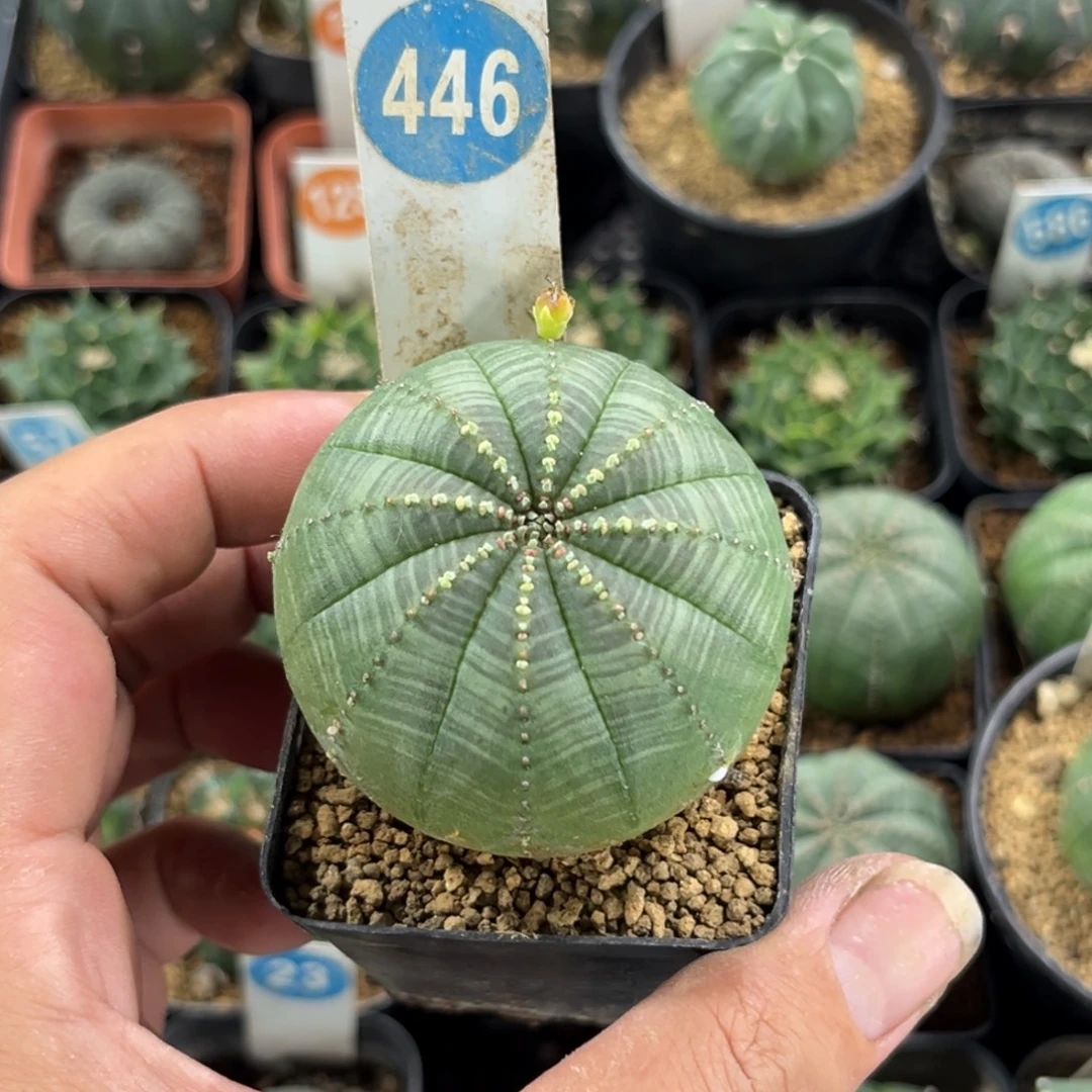 446布纹球带盆带土