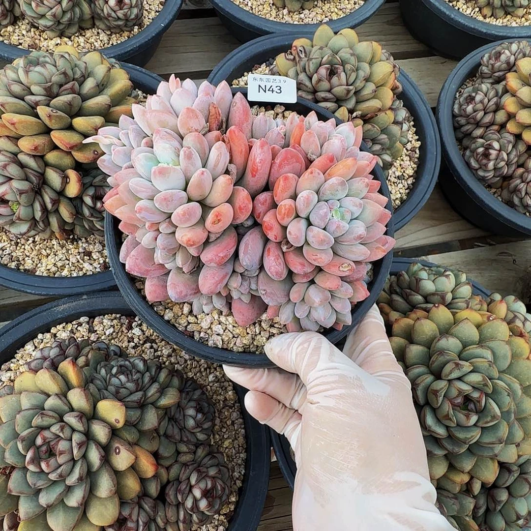 n n n n n n n n n n 43