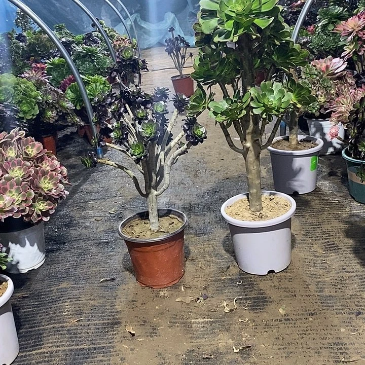 120，2棵124568899000