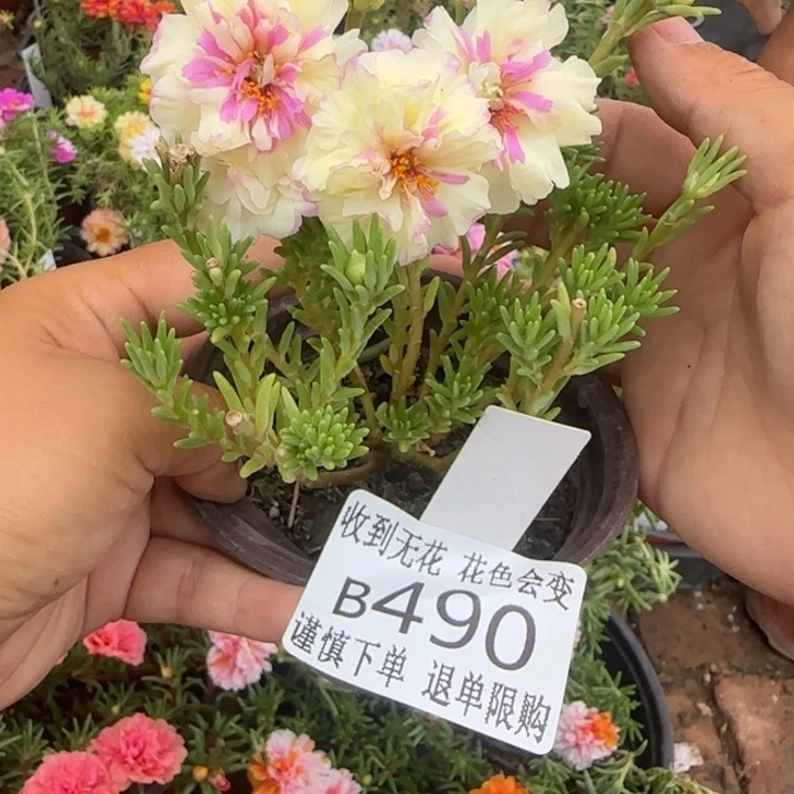 当前无花朵，栽培后可花朵490超小苗盆口10cm