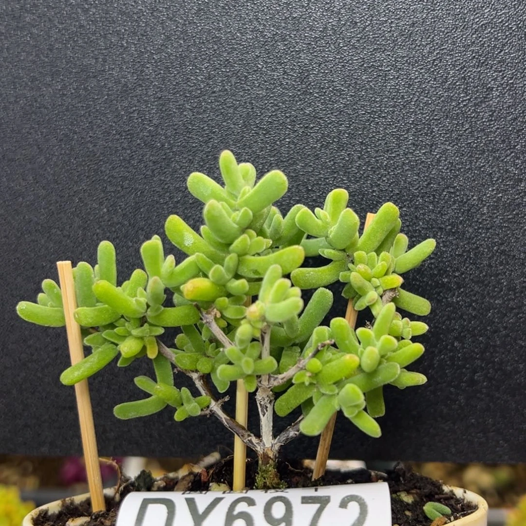 dy6972小老桩虾钳冠幅5.5cm