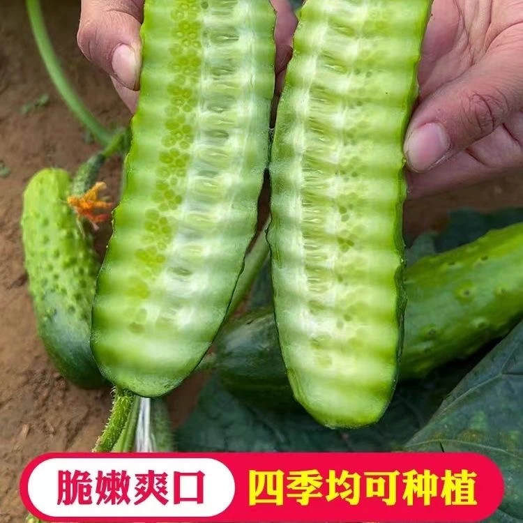 全雌香黄瓜种子家庭阳台小院盆栽地栽四季种植