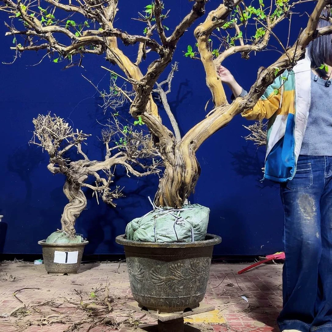 无花朵金银花老桩