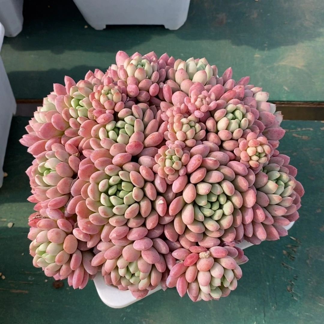 小红蛋，1234567894